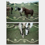 Hello Kitty And Friends Howdy Partner 35Mm Special Border Film, 24 Exposures